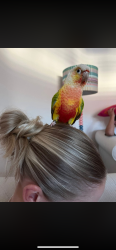 Lost Female Bird last seen Clifton gardens ruislip gardens, Ruislip Gardens, England HA4