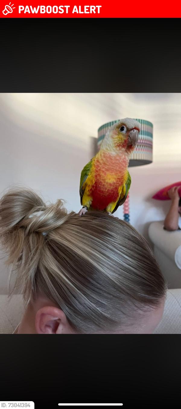Lost Female Bird last seen Clifton gardens ruislip gardens, Ruislip Gardens, England HA4