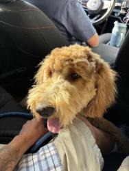Lost Female Dog last seen Vesta street and oaks ave, Ontario, CA 91762