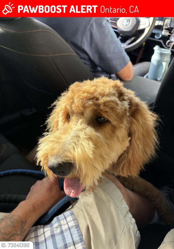 Lost Female Dog last seen Vesta street and oaks ave, Ontario, CA 91762