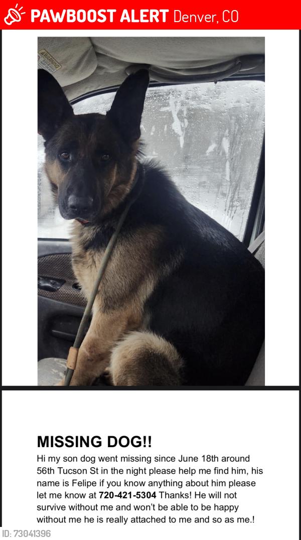 Lost Male Dog last seen Tucson St Denver, Denver, CO 80239