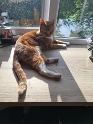 Reunited Male Cat last seen May of been seen on the green on Fairfield road, Middleton, England M24