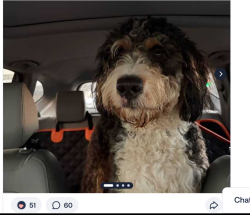 Lost Male Dog last seen monarch and Roxanna dr, Austin, TX 78748