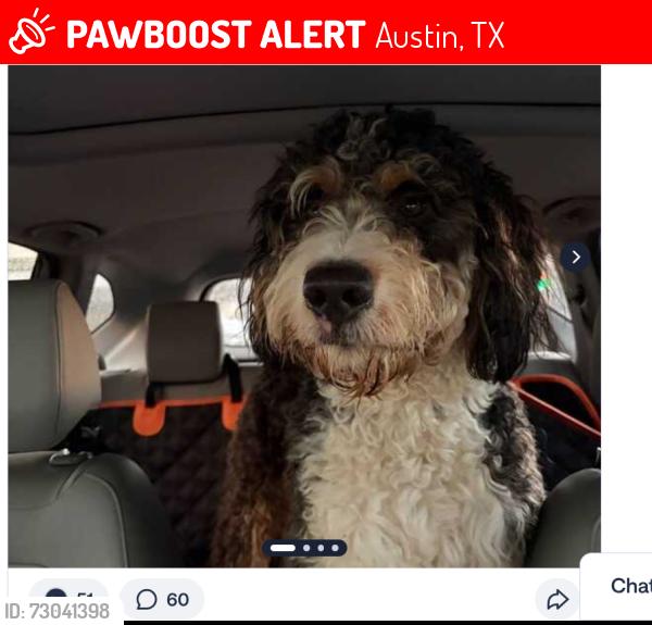 Lost Male Dog last seen monarch and Roxanna dr, Austin, TX 78748