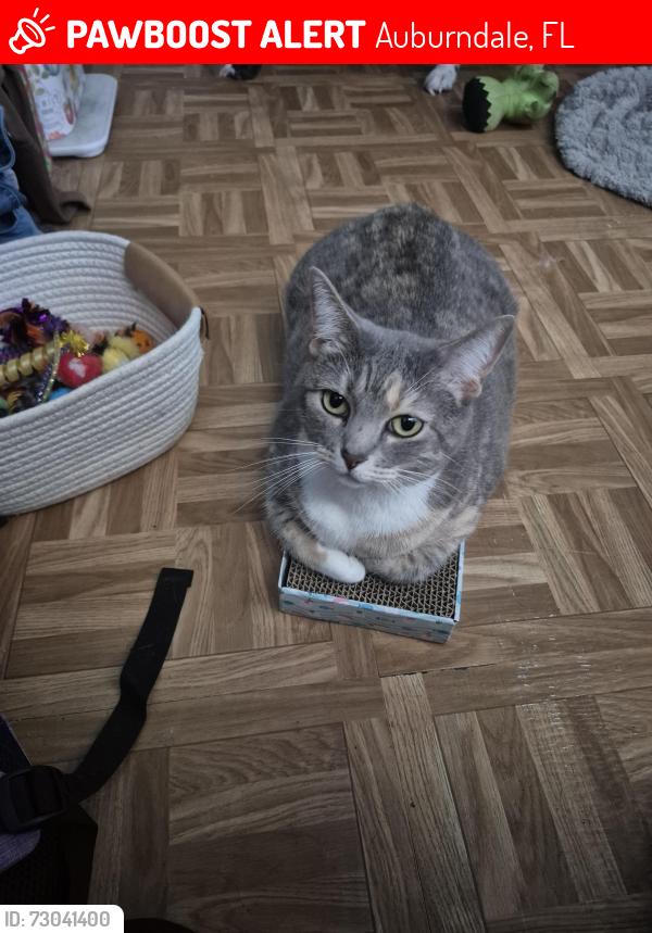 Lost Female Cat last seen Keystone Rd, Lake Ariana, Auburndale, FL 33823