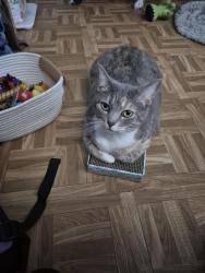 Lost Female Cat last seen Keystone Rd, Lake Ariana, Auburndale, FL 33823