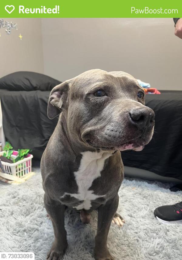 Reunited Male Dog last seen 119th and Ainsworth in Parkland , Parkland, WA 98444
