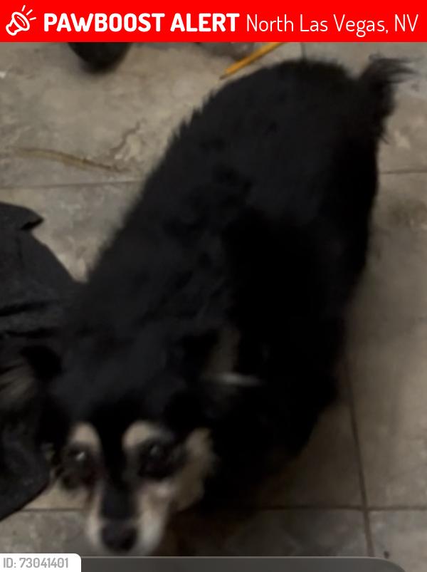Lost Female Dog last seen Lake mead and brand, North Las Vegas, NV 89030