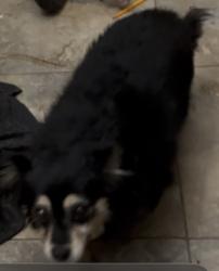 Lost Female Dog last seen Lake mead and brand, North Las Vegas, NV 89030