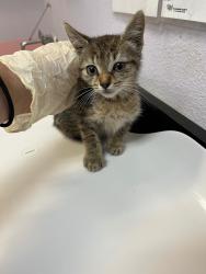 Shelter Stray Female Cat last seen Bexar County, 3353 Morningside Dr, New Braunfels, TX 78132, USA