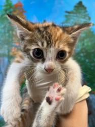 Shelter Stray Female Cat last seen Bexar County, 3353 Morningside Dr, New Braunfels, TX 78132, USA