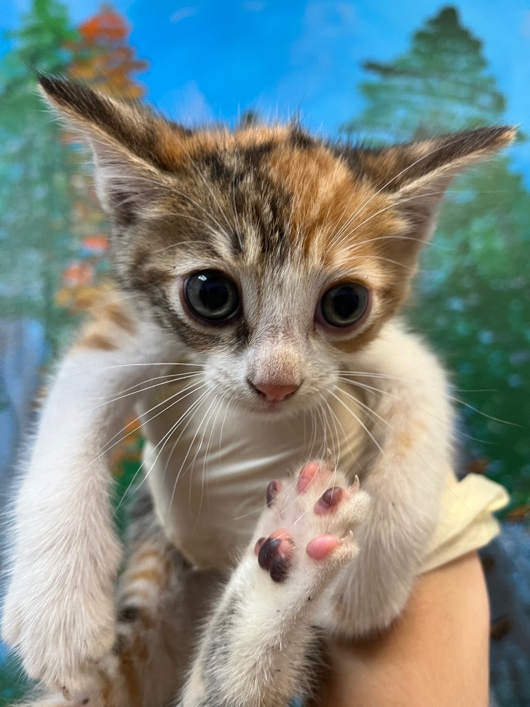 Shelter Stray Female Cat last seen Bexar County, 3353 Morningside Dr, New Braunfels, TX 78132, USA