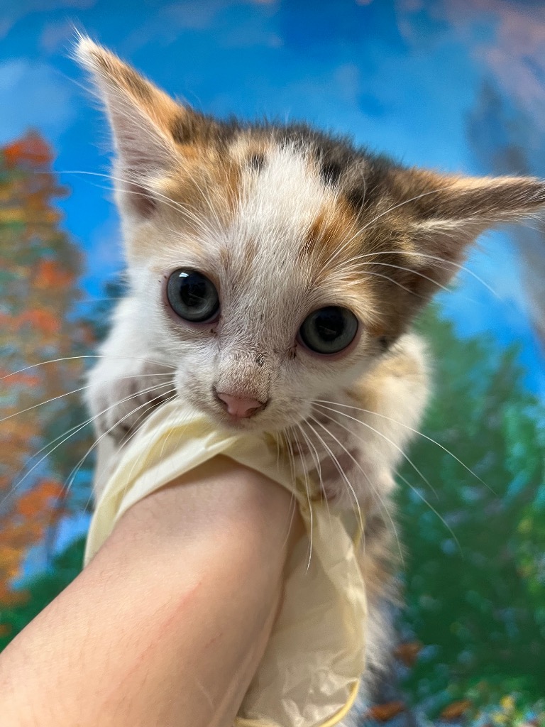Shelter Stray Female Cat last seen Bexar County, 3353 Morningside Dr, New Braunfels, TX 78132, USA