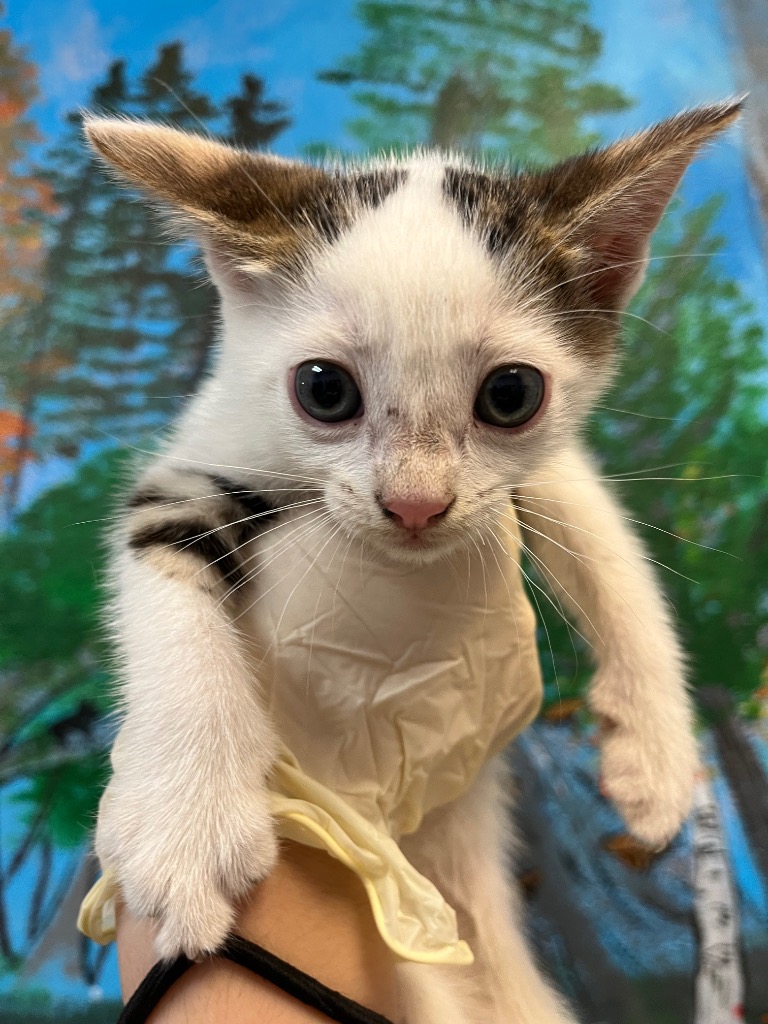 Shelter Stray Male Cat last seen Bexar County, 3353 Morningside Dr, New Braunfels, TX 78132, USA