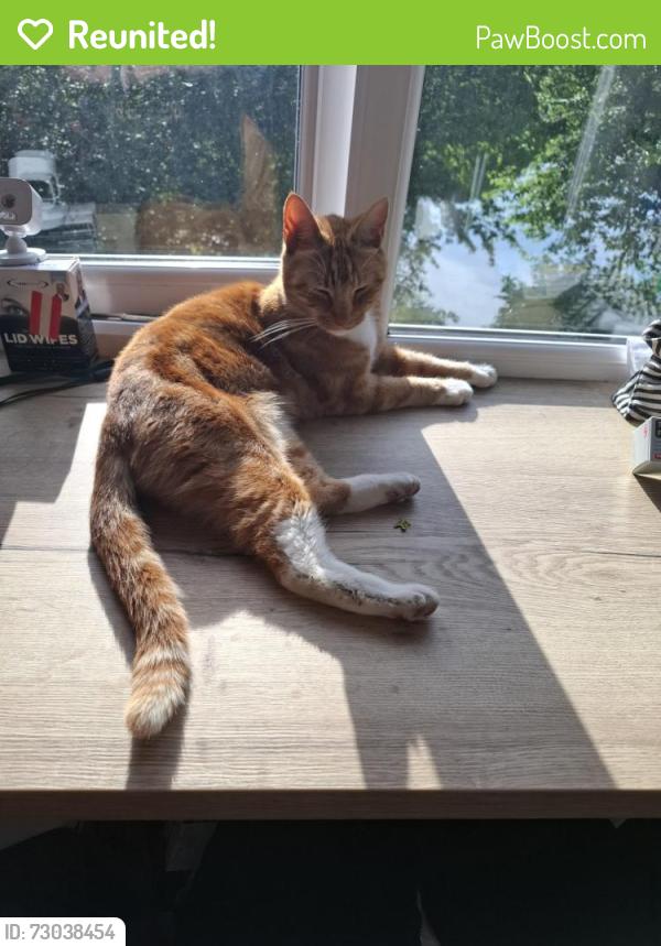 Reunited Male Cat last seen May of been seen on the green on Fairfield road, Middleton, England M24