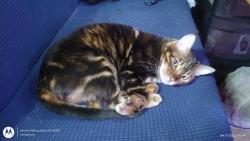 Lost Female Cat last seen West Creek road and Distillery hill., Stillwater, PA 17878