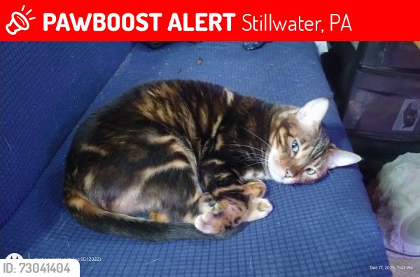 Lost Female Cat last seen West Creek road and Distillery hill., Stillwater, PA 17878