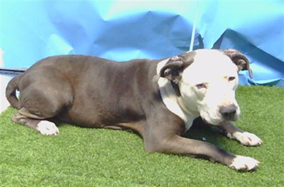 Shelter Stray Female Dog last seen , 216 W Victoria St, Gardena, CA 90248, USA