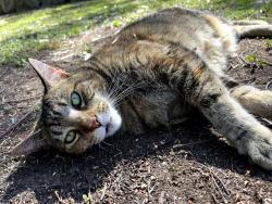 Lost Female Cat last seen Kulmaren Grove, Karana Downs, QLD 4306