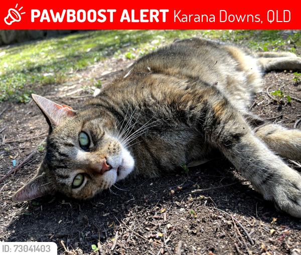 Lost Female Cat last seen Kulmaren Grove, Karana Downs, QLD 4306