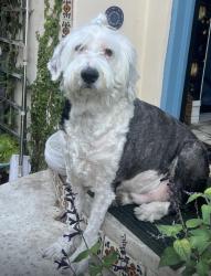 Reunited Male Dog last seen Figueroa , Los Angeles, CA 90042