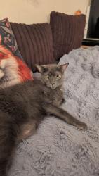 Lost Male Cat last seen Tamer road 56, Lincolnshire, England NG34 7SN