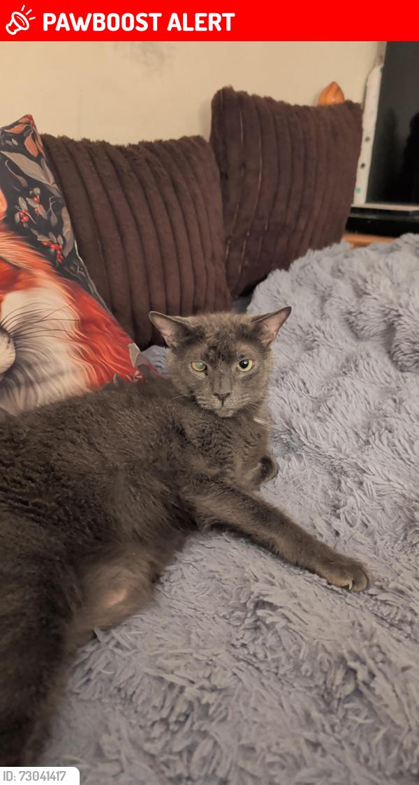 Lost Male Cat last seen Tamer road 56, Lincolnshire, England NG34 7SN