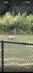 Found/Stray Unknown Dog last seen Hickory Rd, Petersburg, VA 23803