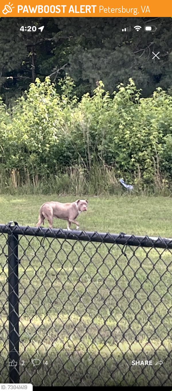 Found/Stray Unknown Dog last seen Hickory Rd, Petersburg, VA 23803