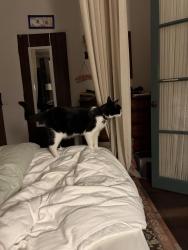 Reunited Female Cat last seen Coventry, Edgecroft, Kensington, CA 94707