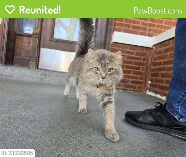 Reunited Unknown Cat last seen Kedzi brownline station, Chicago, IL 60625