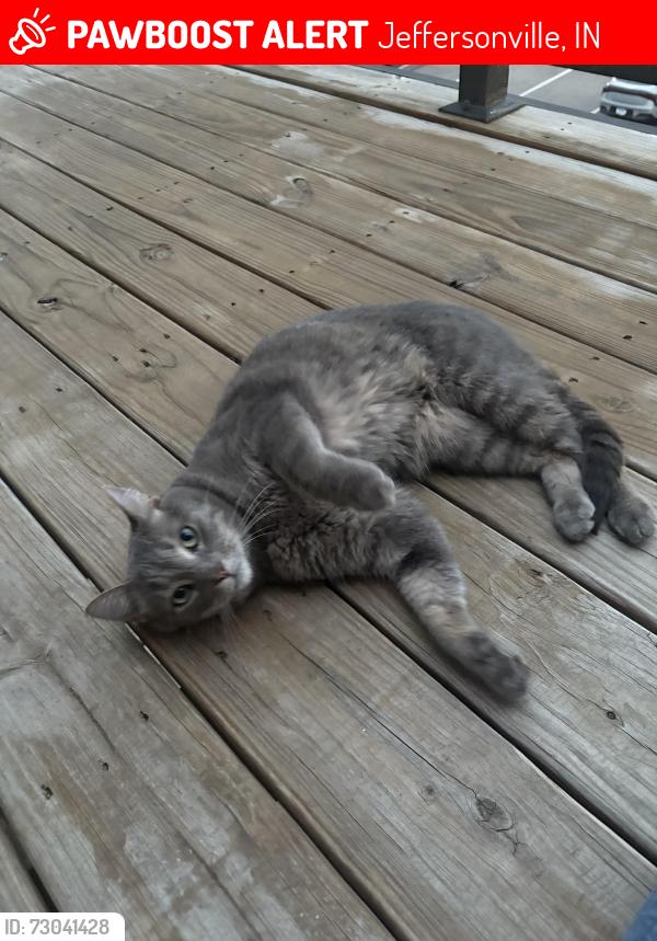 Lost Female Cat last seen thompson ln, Jeffersonville, IN 47130