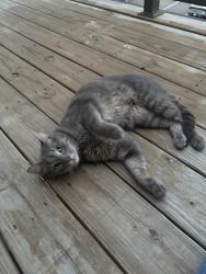 Lost Female Cat last seen thompson ln, Jeffersonville, IN 47130
