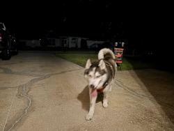 Lost Male Dog last seen Hamilton Downs Ct, Jacksonville, FL 32257