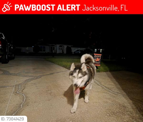 Lost Male Dog last seen Hamilton Downs Ct, Jacksonville, FL 32257