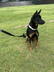 Found/Stray Male Dog last seen Market East Shopping Center 3600 W Emporium Cir Mesquite, TX  75150 United States, Mesquite, TX 75150