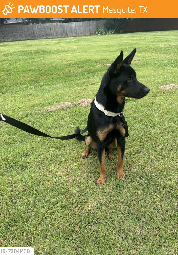 Found/Stray Male Dog last seen Market East Shopping Center 3600 W Emporium Cir Mesquite, TX  75150 United States, Mesquite, TX 75150