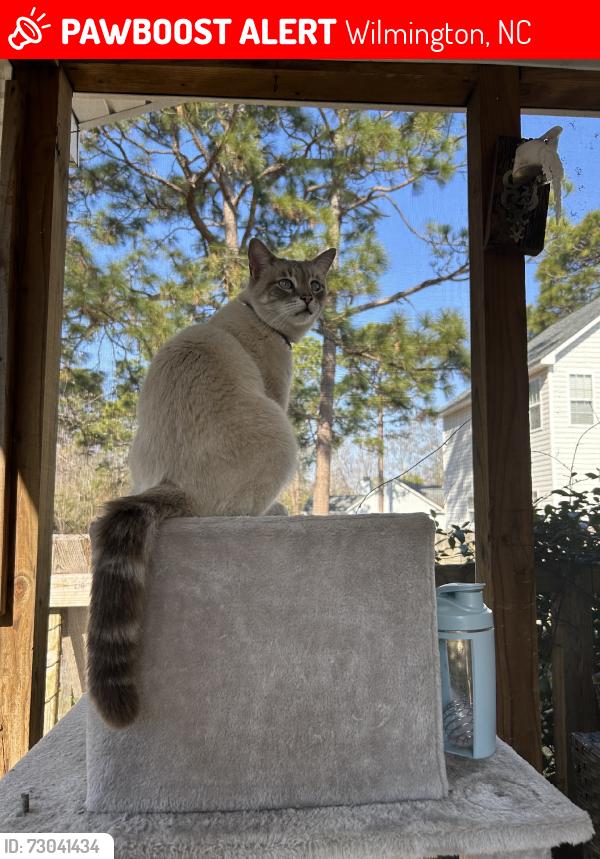 Lost Male Cat last seen Usually walks between Stonington and Steeplechase., Wilmington, NC 28412