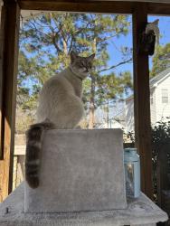 Lost Male Cat last seen Usually walks between Stonington and Steeplechase., Wilmington, NC 28412