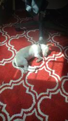 Lost Female Dog last seen Near Castle road/118 Castle road, Syracuse, NY 13212