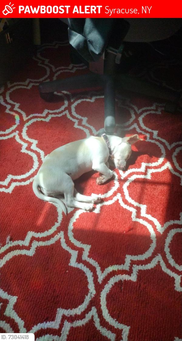 Lost Female Dog last seen Near Castle road/118 Castle road, Syracuse, NY 13212