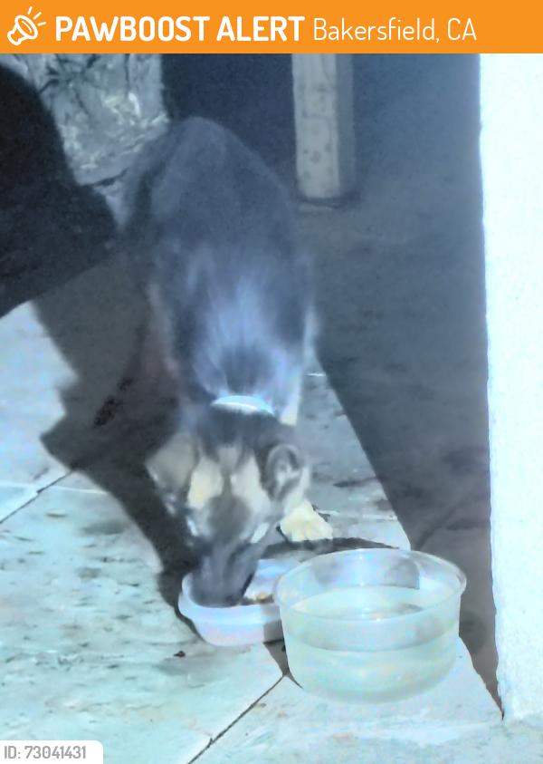 Surrendered Unknown Dog last seen Between Haley and brown, Bakersfield, CA 93305