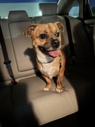 Reunited Male Dog last seen Illinois Ave  and Route 25, Aurora, IL 60505