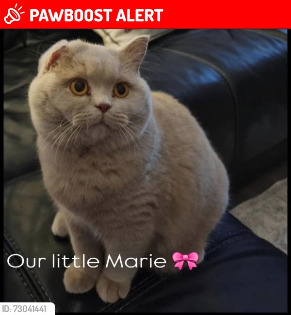 Lost Female Cat last seen Anglia Close, Litchard, Bridgend County Borough, Wales CF31 1QX