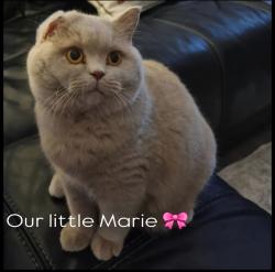 Lost Female Cat last seen Anglia Close, Litchard, Bridgend County Borough, Wales CF31 1QX