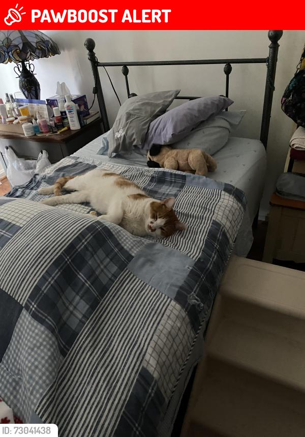 Lost Male Cat last seen Magnolia Lane And Rosser Street, Bailey's Crossroads, VA 22311