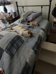 Lost Male Cat last seen Magnolia Lane And Rosser Street, Bailey's Crossroads, VA 22311
