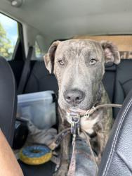 Found/Stray Male Dog last seen Gage & Budlong, Los Angeles, CA 90044