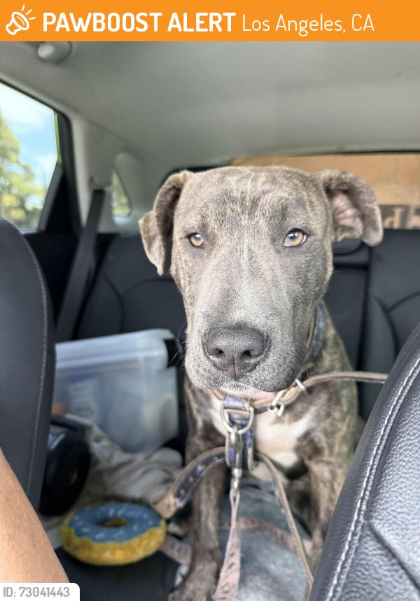 Found/Stray Male Dog last seen Gage & Budlong, Los Angeles, CA 90044