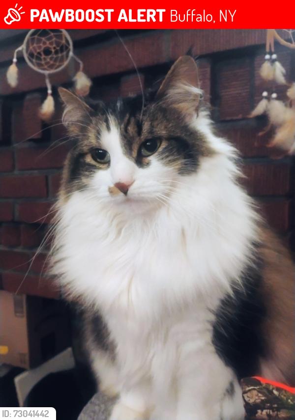 Lost Female Cat last seen Beatrice and esser, Buffalo, NY 14207